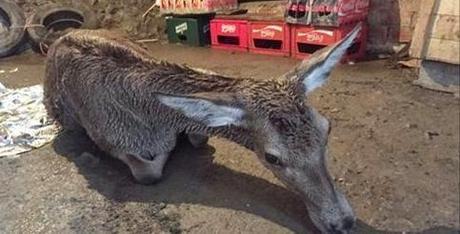 Portilla salva la vida a venada