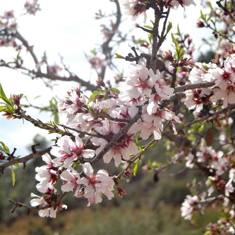 BIZCOCHO DE ALMENDRAS Y MIEL