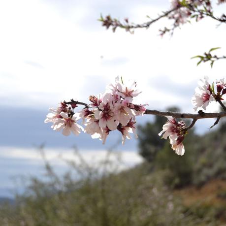 BIZCOCHO DE ALMENDRAS Y MIEL