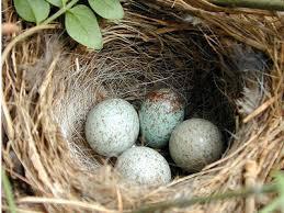Aspectos curiosos al soñar con nidos. sueño con nidos