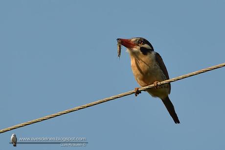 Chacurú cara negra (White-eared Puffbird) Nystalus chacuru
