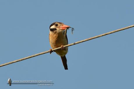 Chacurú cara negra (White-eared Puffbird) Nystalus chacuru