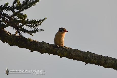 Chacurú cara negra (White-eared Puffbird) Nystalus chacuru