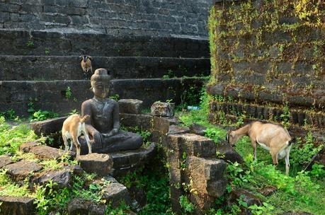 Cabras y Budas, juntos pero no revueltos Cabras y Budas, juntos pero no revueltos en Mrauk U