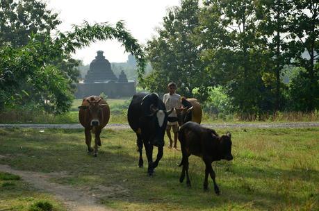 Ganado, pastorcillo y templo de Mrauk U Ganado, pastorcillo y templo de Mrauk U