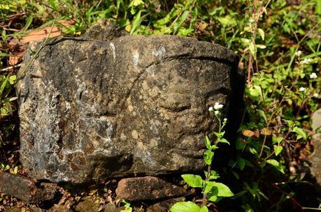 Cabeza de Buda Cabeza de Buda en Mrauk U