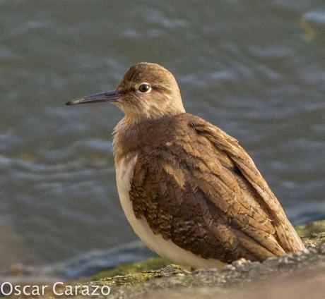 PASEANDO POR TODA LA ORILLA