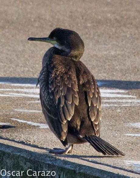 PASEANDO POR TODA LA ORILLA