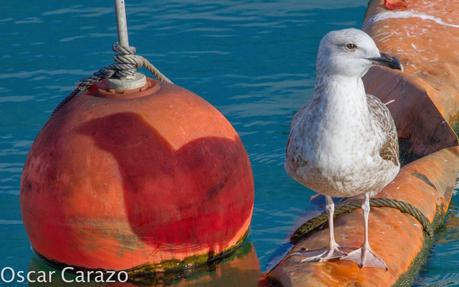 PASEANDO POR TODA LA ORILLA