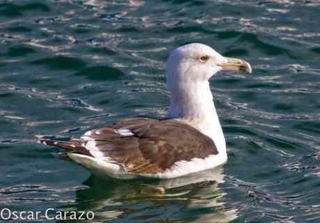 PASEANDO POR TODA LA ORILLA