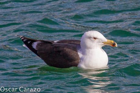 PASEANDO POR TODA LA ORILLA