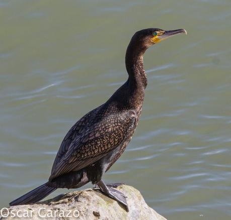 PASEANDO POR TODA LA ORILLA