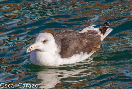 PASEANDO POR TODA LA ORILLA