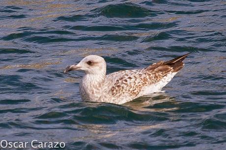 PASEANDO POR TODA LA ORILLA