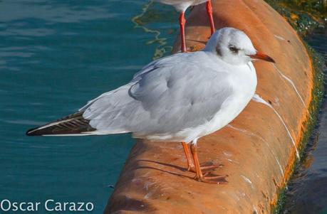 PASEANDO POR TODA LA ORILLA
