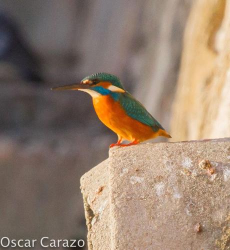 PASEANDO POR TODA LA ORILLA