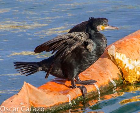 PASEANDO POR TODA LA ORILLA