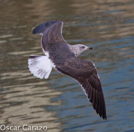 PASEANDO POR TODA LA ORILLA