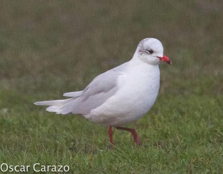 PASEANDO POR TODA LA ORILLA