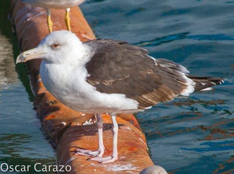 PASEANDO POR TODA LA ORILLA