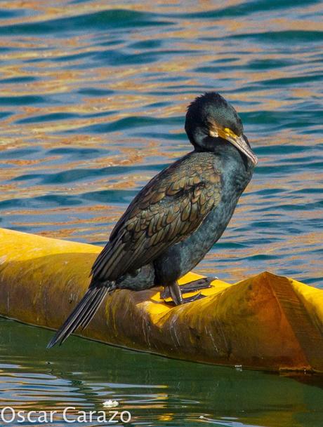 PASEANDO POR TODA LA ORILLA