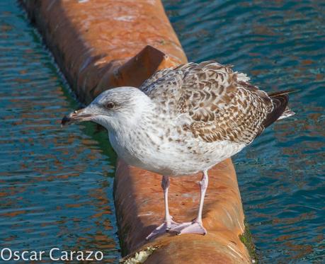 PASEANDO POR TODA LA ORILLA