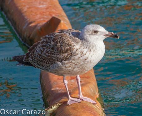 PASEANDO POR TODA LA ORILLA