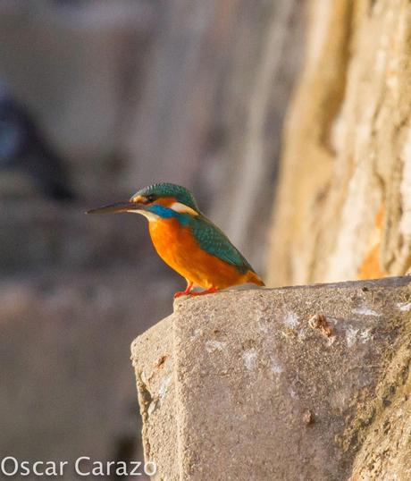 PASEANDO POR TODA LA ORILLA