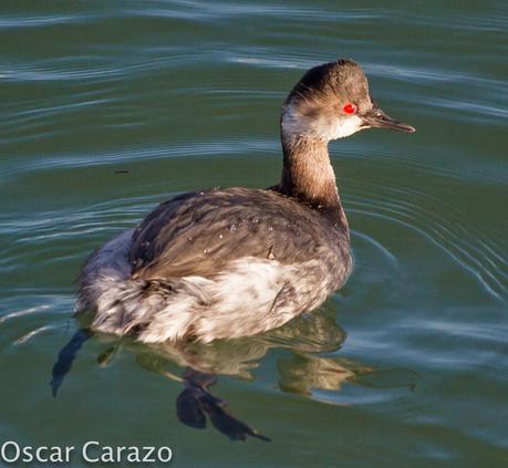 PASEANDO POR TODA LA ORILLA