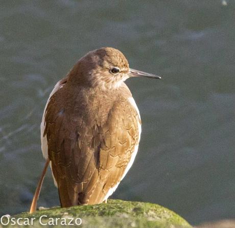 PASEANDO POR TODA LA ORILLA