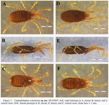 Nueva especie de Opilión en Croacia