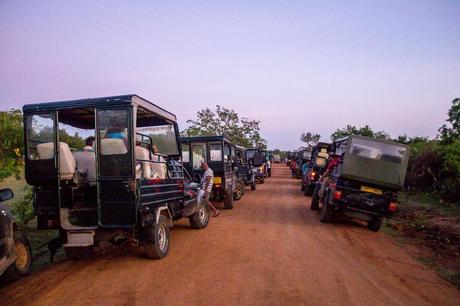 Atasco en el safari, Yala