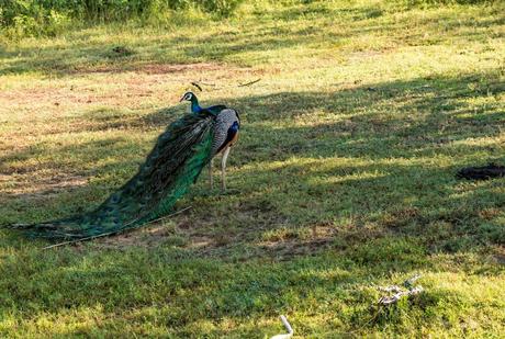 Pavo Real en Yala