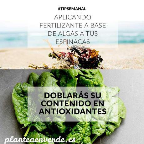 TIP SEMANAL: fertilizante de algas en hojas de ensalada espinacas antioxidantes