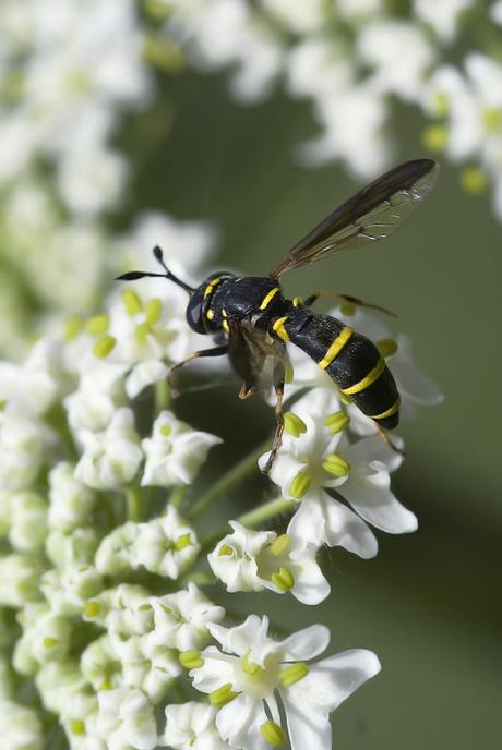 Para ampliar Ceriana conopsoides (Linnaeus, 1758) hacer clic