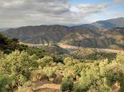 Belvís Navas aceite Sierra Nieves