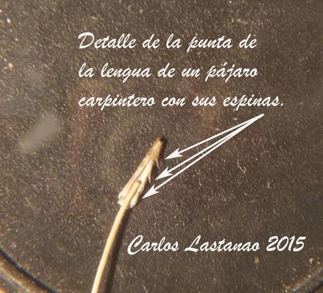 Los pájaros carpinteros