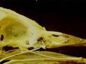 pájaros carpinteros