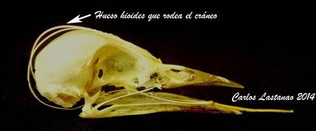 Los pájaros carpinteros