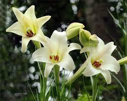 Lo que necesitas saber al soñar con lirios. sueño con lirios