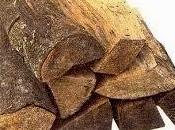 Ministerio Medio Ambiente gestiona disposición leña seca para este invierno