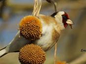 Unos pájaros entre laredo colindres