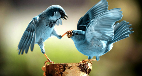 Twitter empezará a utilizar los números de teléfono de los propios usuarios para aumentar ese control contra el abuso online. 650_1000_pajaros