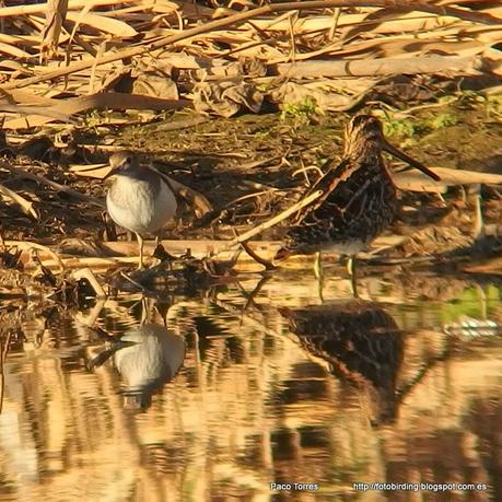 140.Dibujillos y  Digiscoping en Sant Adrià: Agachadiza