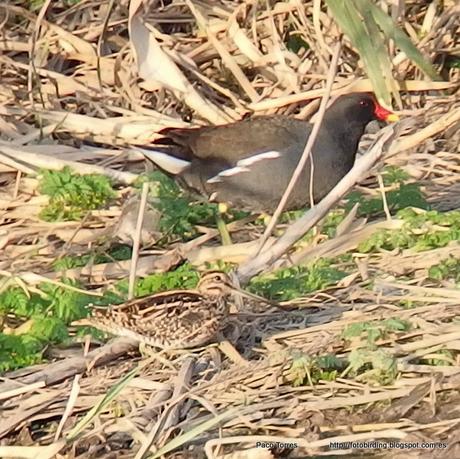 140.Dibujillos y  Digiscoping en Sant Adrià: Agachadiza