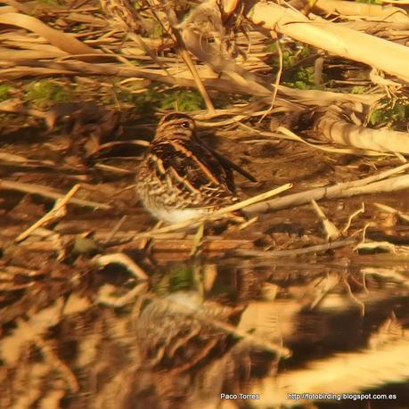 140.Dibujillos y  Digiscoping en Sant Adrià: Agachadiza