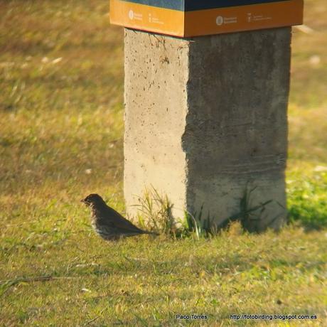 140. Digiscoping en Sant Adrià: Zorzal