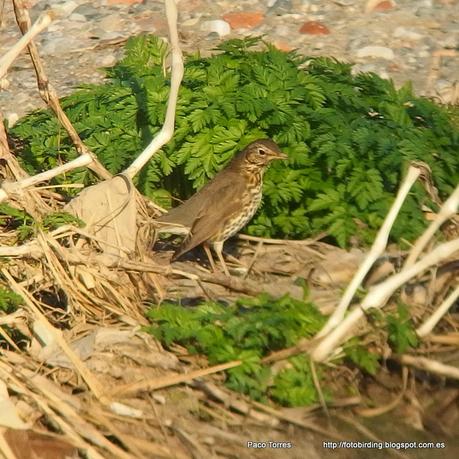 140. Digiscoping en Sant Adrià: Zorzal