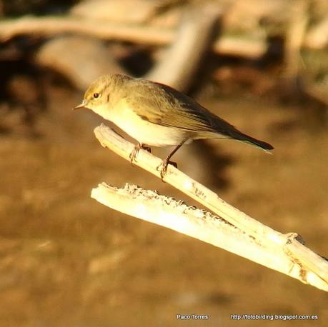 140. Digiscoping en Sant Adrià: Mosquitero