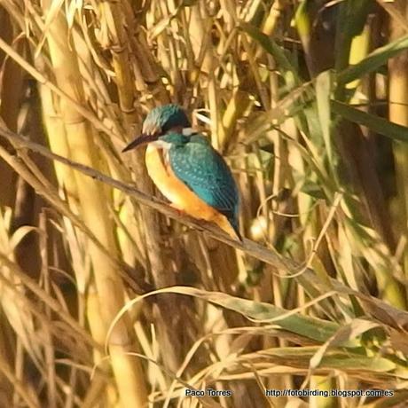 140. Digiscoping en Sant Adrià :  Blauet